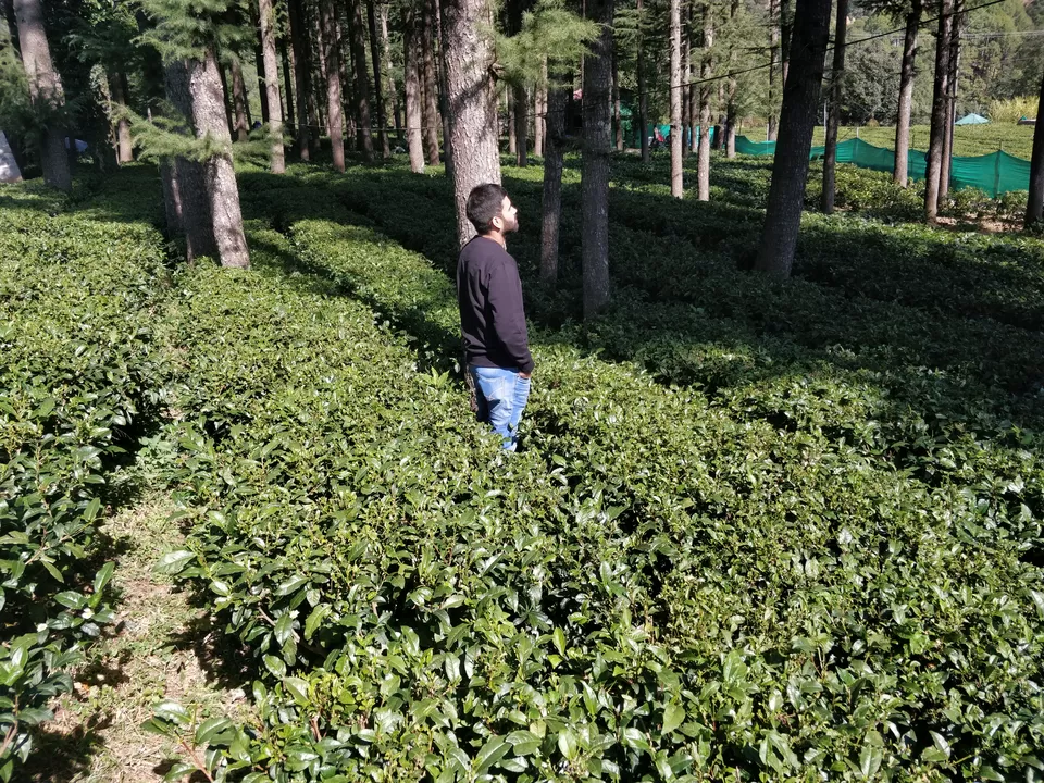 Photo of Tea Garden Shaymkhet, Bhowali-Gorkhakhal Road, Shyamkhet, Sukha, Nainital, Uttarakhand, India by megha jaswal