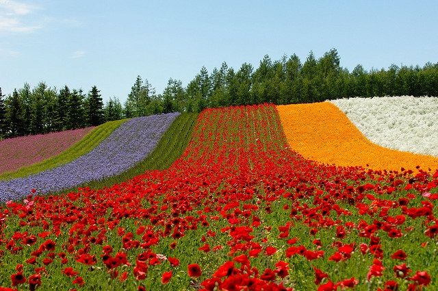 Photo of Hokkaido, Japan by U. Ray