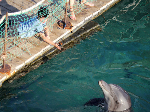 Photo of Dolphin Reef, Eilat, Israel by Terry Gardner