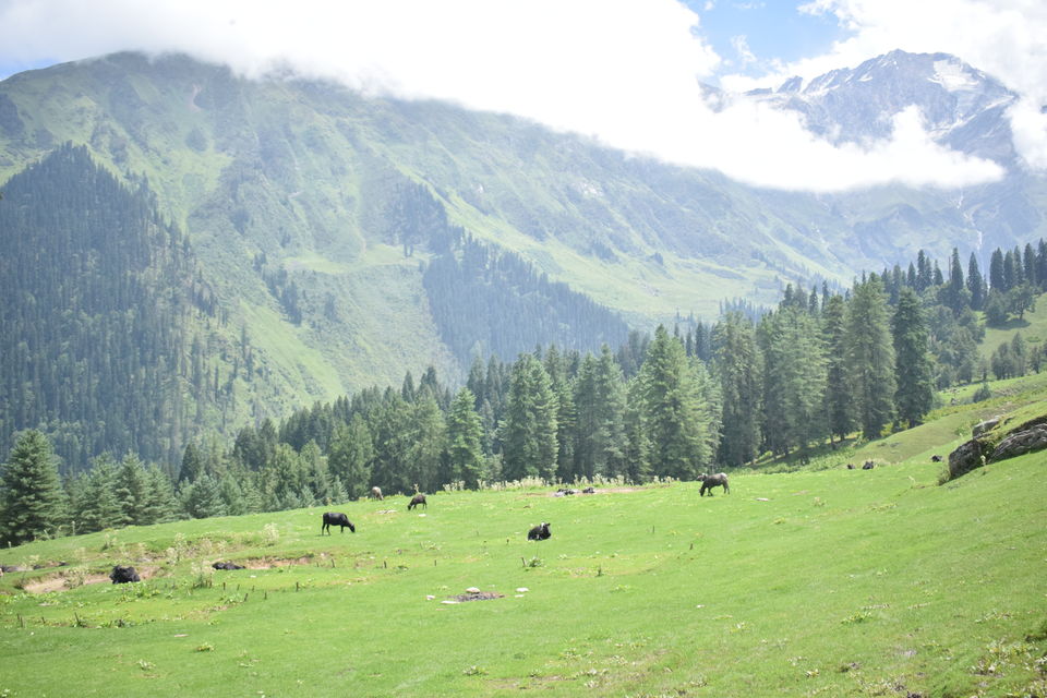Photo of A Four-Day Getaway Plan: Camping Memories from Bhandag Thatch by Lakshmi KTP