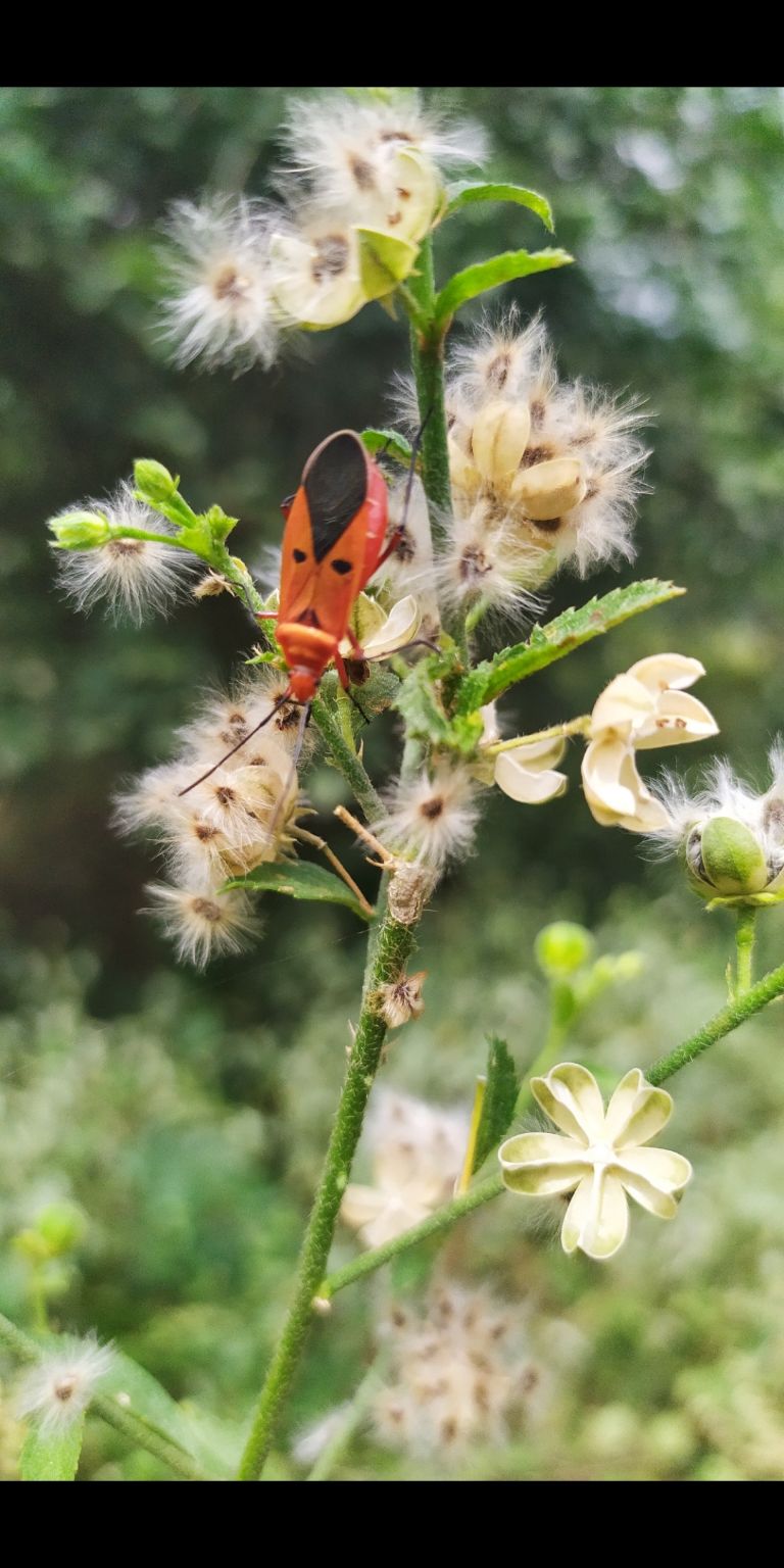 Photo of Aravallis - Treasure of Biodiversity by Aman Hussain