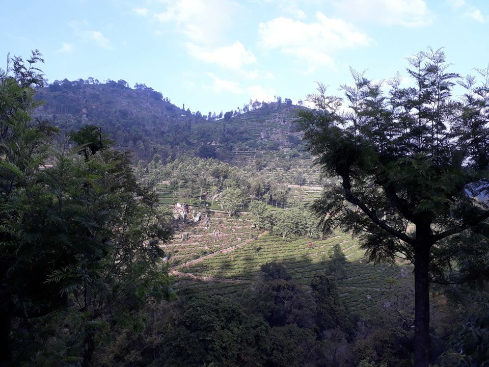 Photo of QUEEN OF THE HILLS AND KING OF THE JUNGLE: A TRIP TO KOTAGIRI, COONOOR AND MASINAGUDI. 27/28 by Mayuresh Wagle