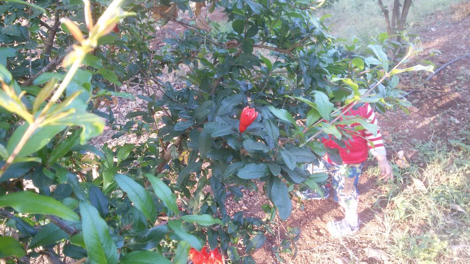 Photo of WHY RESORT TO RESORTS WHEN YOU CAN RESORT TO A FARMSTAY? 1/21 by Mayuresh Wagle