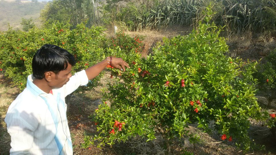 Photo of WHY RESORT TO RESORTS WHEN YOU CAN RESORT TO A FARMSTAY? 2/21 by Mayuresh Wagle