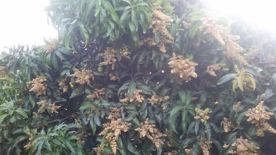 Photo of WHY RESORT TO RESORTS WHEN YOU CAN RESORT TO A FARMSTAY? 3/21 by Mayuresh Wagle