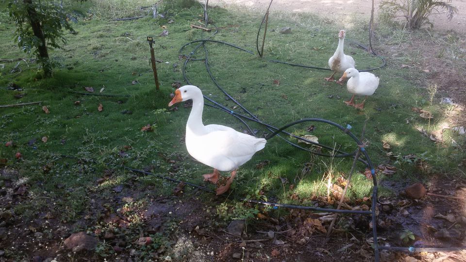 Photo of WHY RESORT TO RESORTS WHEN YOU CAN RESORT TO A FARMSTAY? 5/21 by Mayuresh Wagle