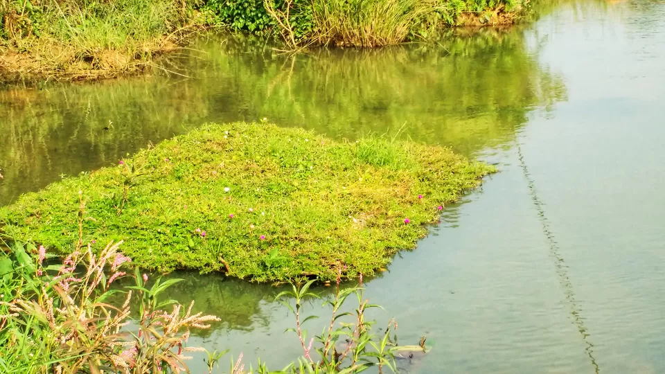 Photo of Kuruva Island Road, Kerala, India by Dream Catchers