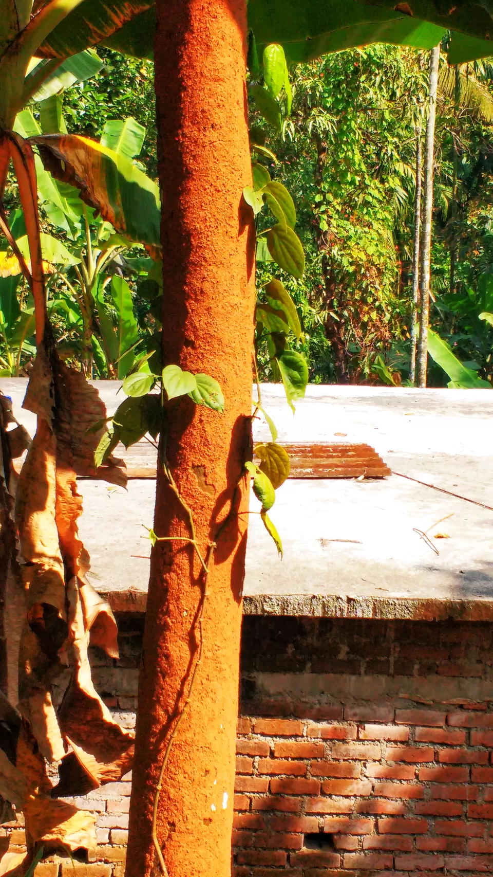 Photo of Kuruva Island Road, Kerala, India by Dream Catchers
