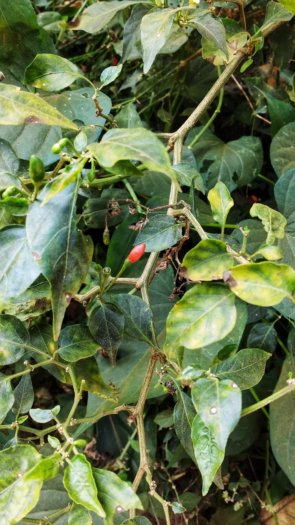 Photo of Kuruva Island Road, Kerala, India by Dream Catchers