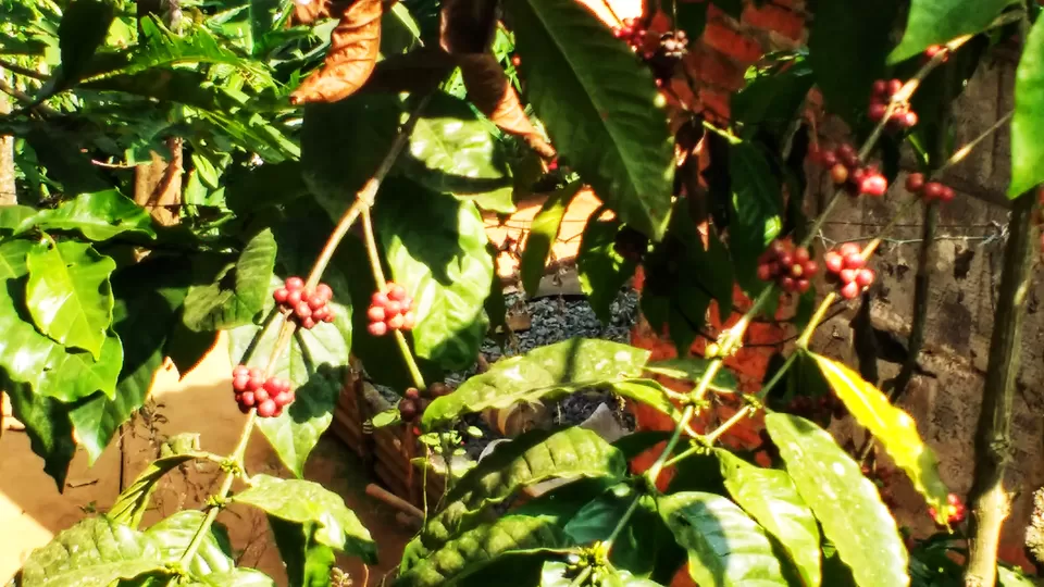 Photo of Kuruva Island Road, Kerala, India by Dream Catchers