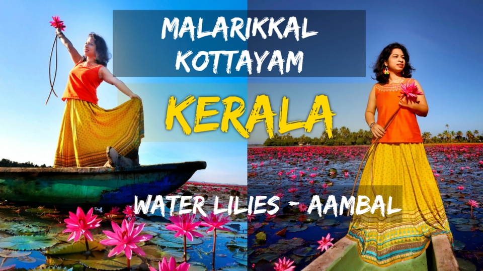 Water Lilies, Malarikkal Aambal bloom Kottayam Day Tour Guide