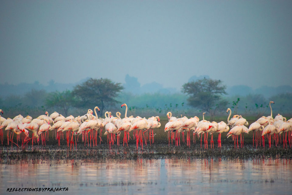 Photo of In Search of Flamingos: My Solo Trip to Bhigwan on TVS Jupiter #adventureactivity by Prajakta Jadhav (Reflectionsbyprajakta)
