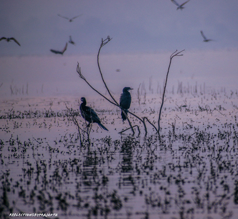 Photo of In Search of Flamingos: My Solo Trip to Bhigwan on TVS Jupiter #adventureactivity by Prajakta Jadhav (Reflectionsbyprajakta)