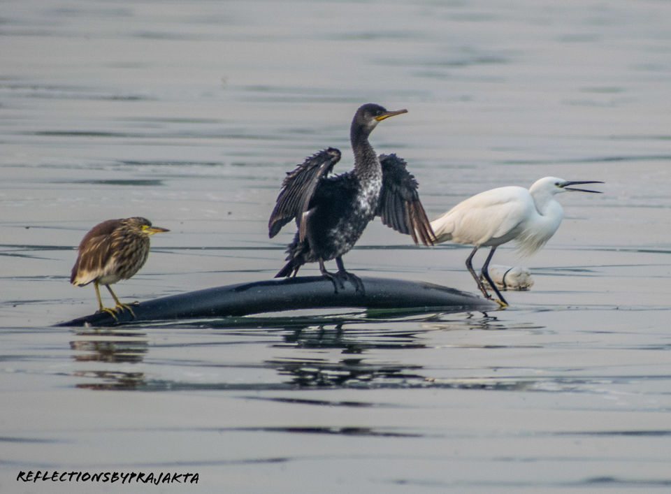 Photo of In Search of Flamingos: My Solo Trip to Bhigwan on TVS Jupiter #adventureactivity by Prajakta Jadhav (Reflectionsbyprajakta)