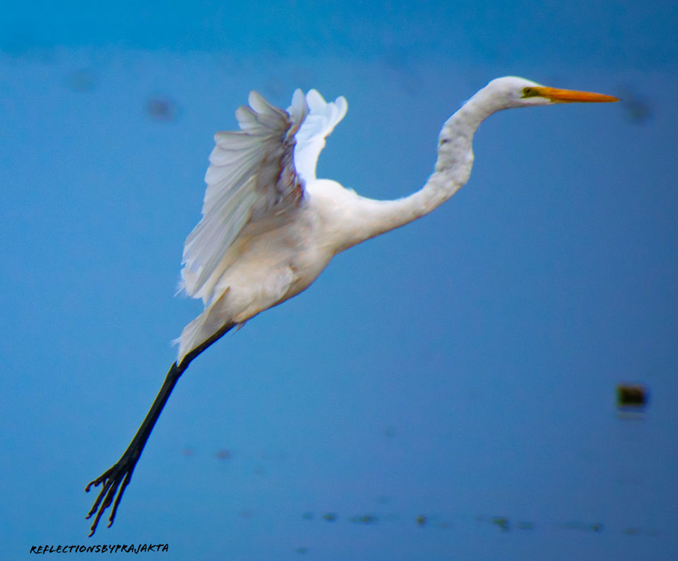 Photo of In Search of Flamingos: My Solo Trip to Bhigwan on TVS Jupiter #adventureactivity by Prajakta Jadhav (Reflectionsbyprajakta)