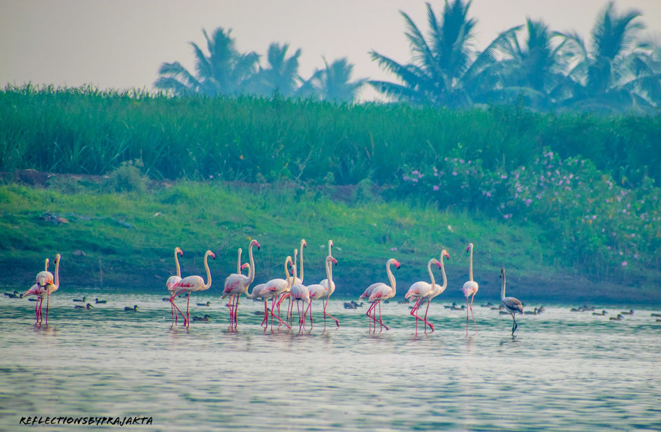 Photo of In Search of Flamingos: My Solo Trip to Bhigwan on TVS Jupiter #adventureactivity by Prajakta Jadhav (Reflectionsbyprajakta)
