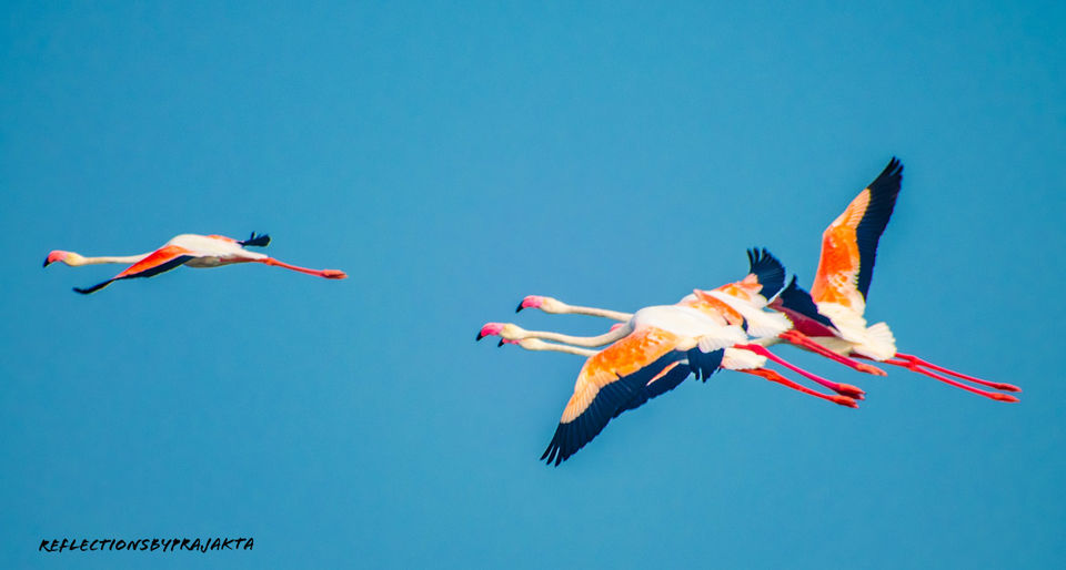 Photo of In Search of Flamingos: My Solo Trip to Bhigwan on TVS Jupiter #adventureactivity by Prajakta Jadhav (Reflectionsbyprajakta)
