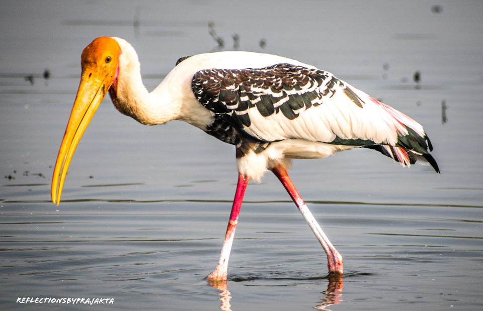 Photo of In Search of Flamingos: My Solo Trip to Bhigwan on TVS Jupiter #adventureactivity by Prajakta Jadhav (Reflectionsbyprajakta)
