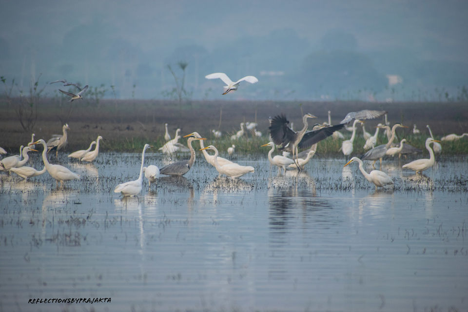 Photo of In Search of Flamingos: My Solo Trip to Bhigwan on TVS Jupiter #adventureactivity by Prajakta Jadhav (Reflectionsbyprajakta)