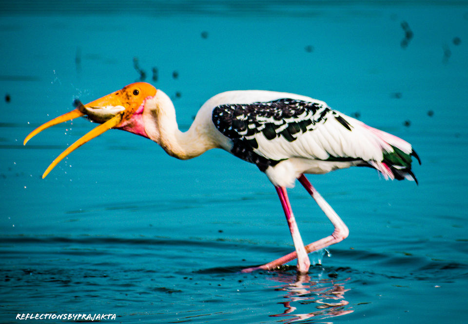 Photo of In Search of Flamingos: My Solo Trip to Bhigwan on TVS Jupiter #adventureactivity by Prajakta Jadhav (Reflectionsbyprajakta)