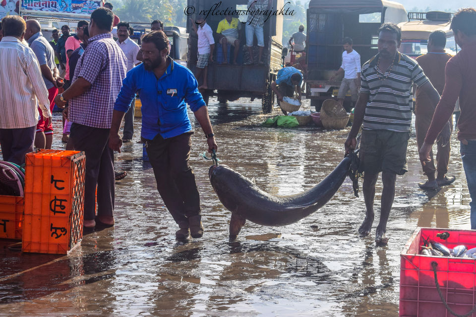 Photo of Harnai Fish Market, Harnai, Maharashtra, India by Prajakta Jadhav (Reflectionsbyprajakta)