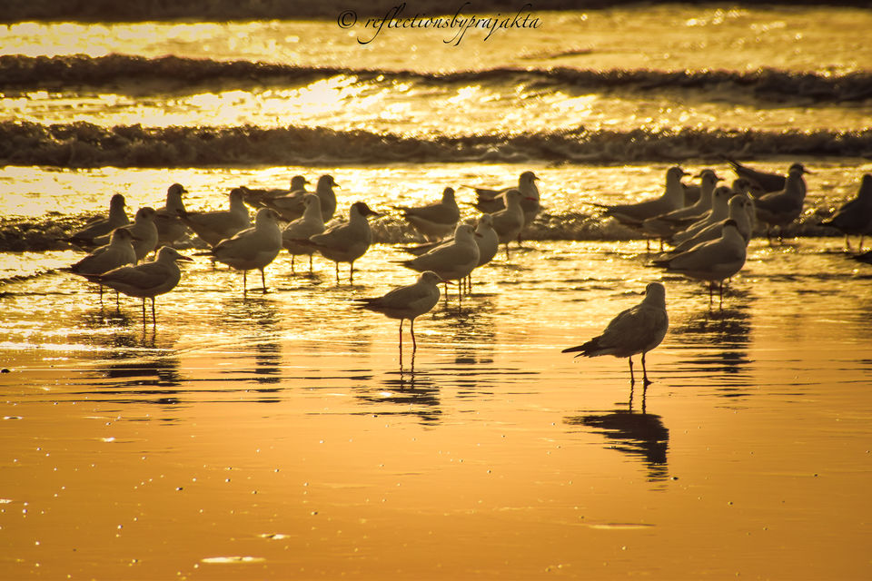 Photo of Beautiful and Exotic Sea Beaches Near Dapoli : Perfect Weekend Gateway from Pune and Mumbai (Part 2) by Prajakta Jadhav (Reflectionsbyprajakta)