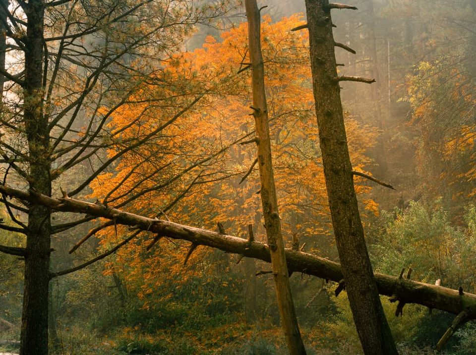 Photo of Kokernag garden, an offbeat place to shoot autumn in Kashmir by Waleed tak