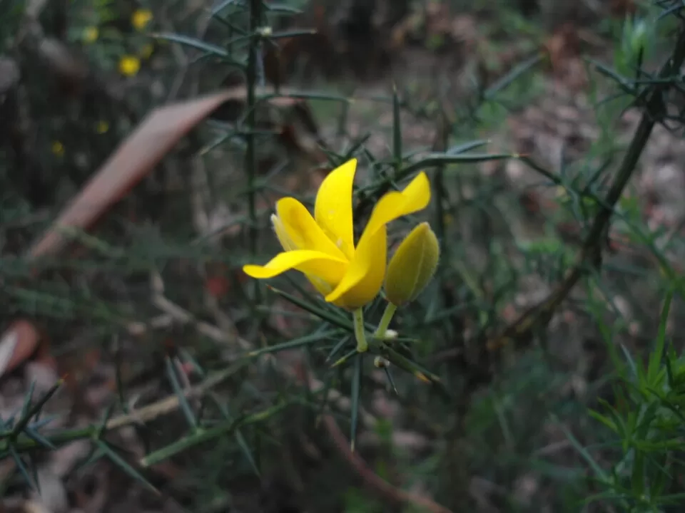 Photo of Ooty, Tamil Nadu, India by Kinshuk Srivastava
