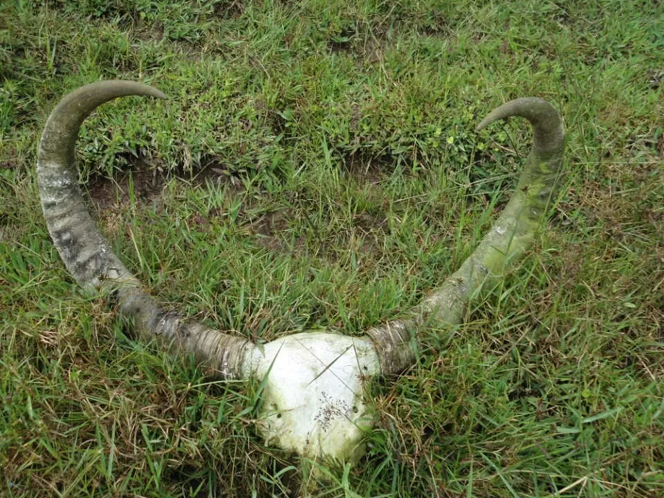 Photo of Ooty, Tamil Nadu, India by Kinshuk Srivastava