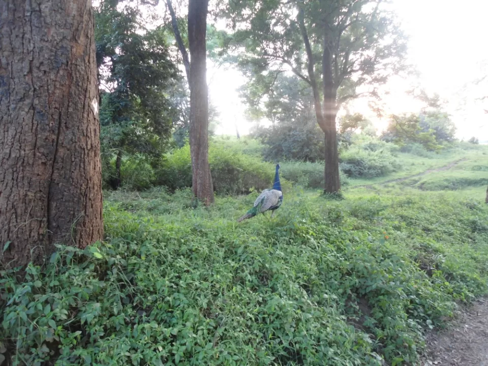 Photo of Ooty, Tamil Nadu, India by Kinshuk Srivastava