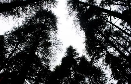 Photo of Lansdowne, Uttarakhand, India by Bobby Roy