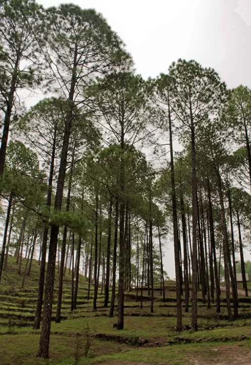 Photo of Lansdowne, Uttarakhand, India by Bobby Roy