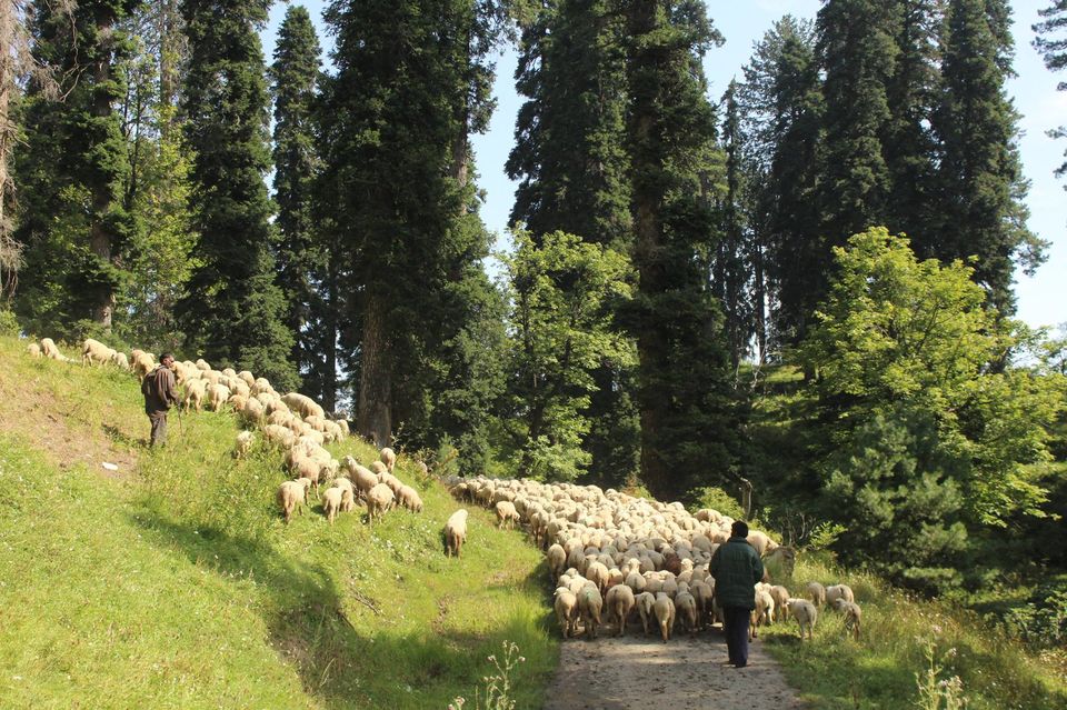 Photo of Cycling trip to Gulmarg by Muzamil Farooq