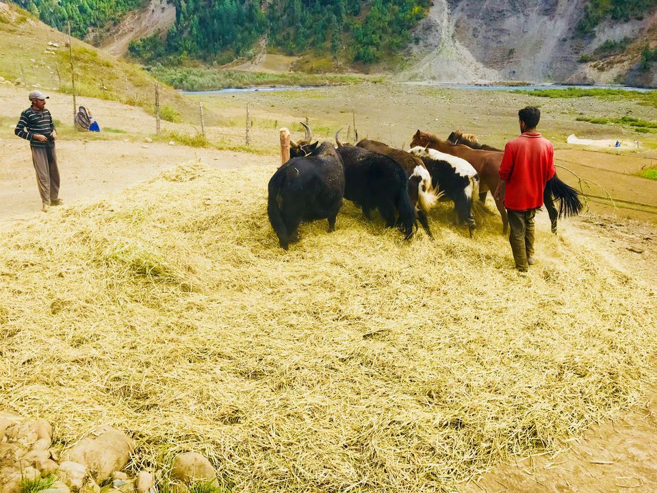 Photo of Gurez : The valley of Dards. by Muzamil Farooq