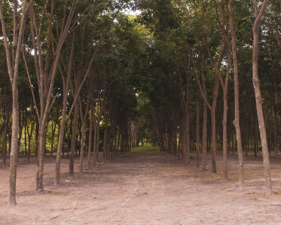Photo of Chiang Mai, Mueang Chiang Mai District, Chiang Mai, Thailand by Devyani Gupta