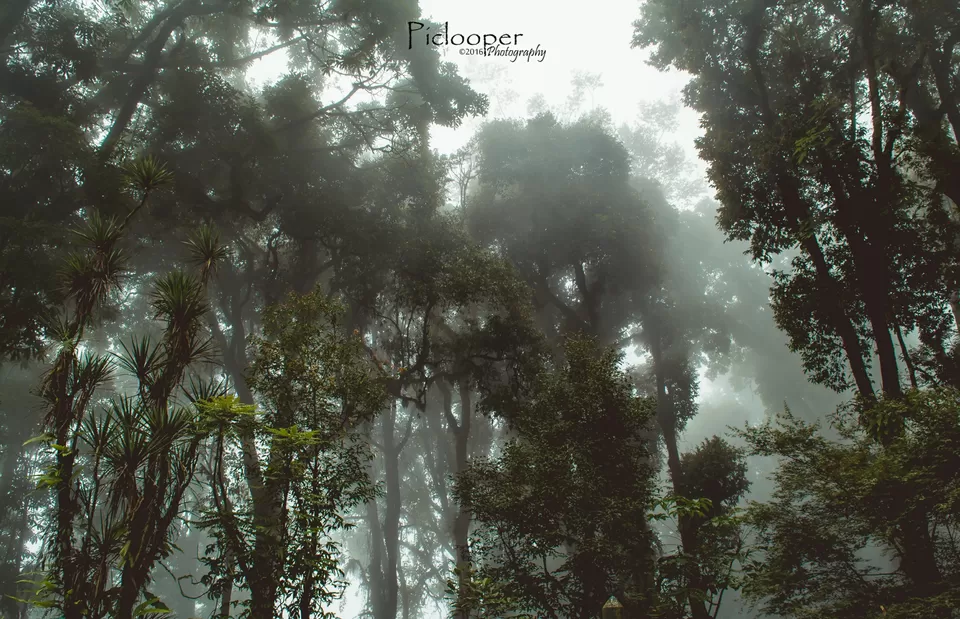 Photo of Darjeeling, West Bengal, India by Piclooper