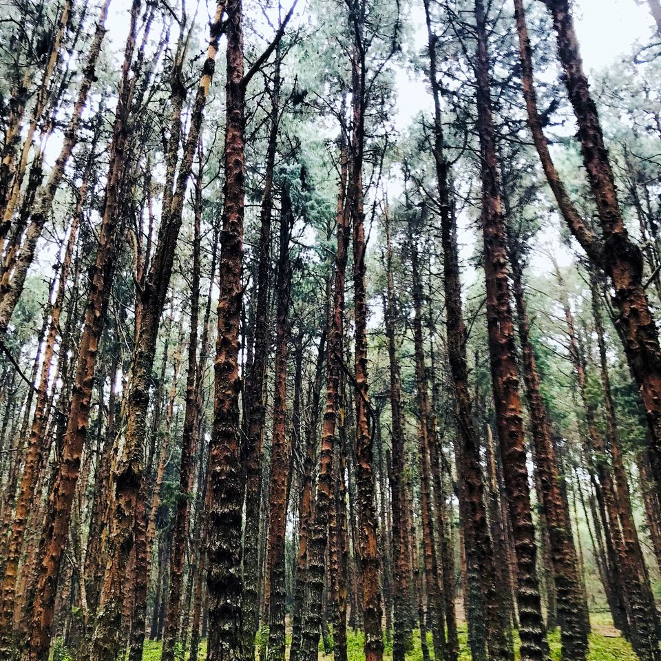 Photo of Kodaikanal- The end of the Forest 4/19 by Thejus- Lost Maps