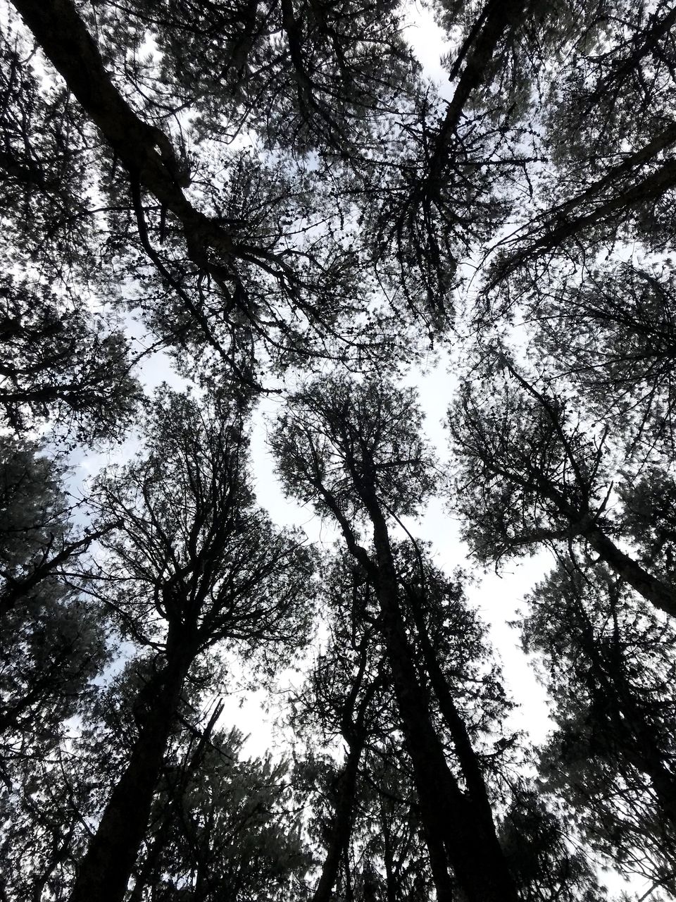 Photo of Kodaikanal- The end of the Forest 6/19 by Thejus- Lost Maps