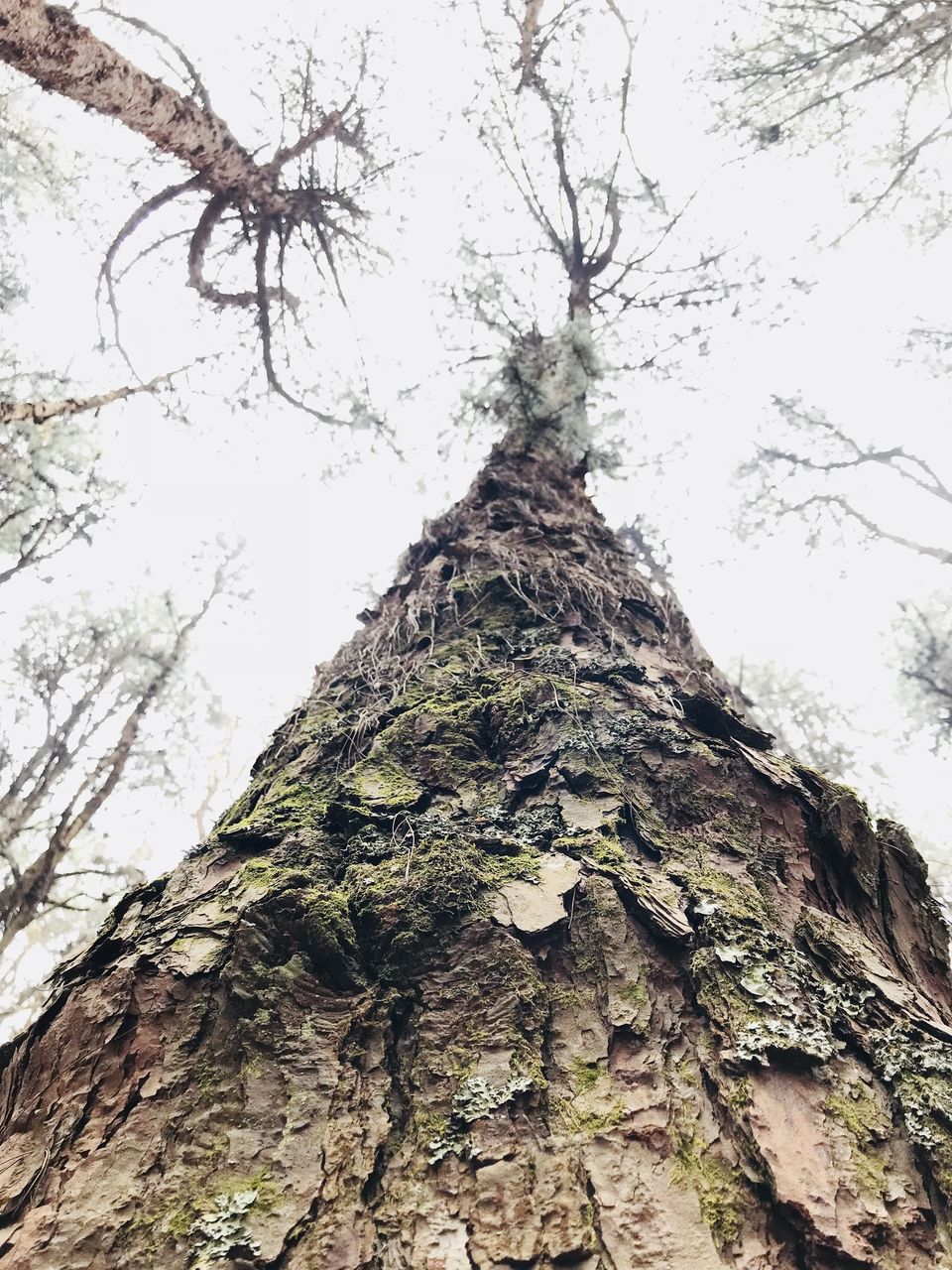 Photo of Kodaikanal- The end of the Forest 8/19 by Thejus- Lost Maps