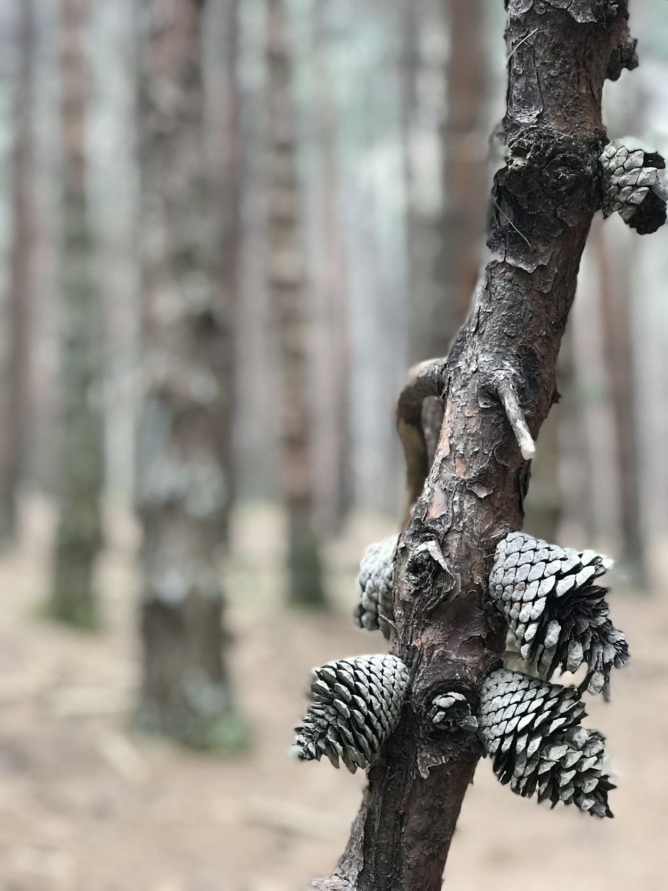 Photo of Kodaikanal- The end of the Forest 9/19 by Thejus- Lost Maps
