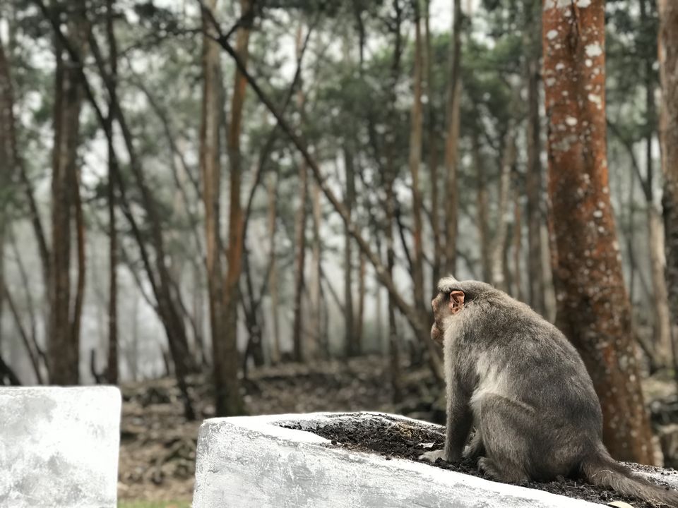 Photo of Kodaikanal- The end of the Forest 13/19 by Thejus- Lost Maps