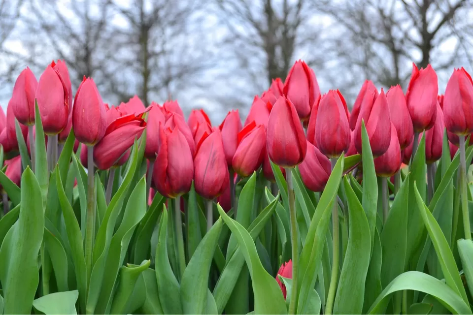 Photo of Keukenhof, Stationsweg, Lisse, Netherlands by Shubhangi