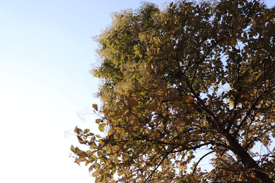 Photo of Jim Corbett National Park, Uttarakhand by Nivedita Kundu