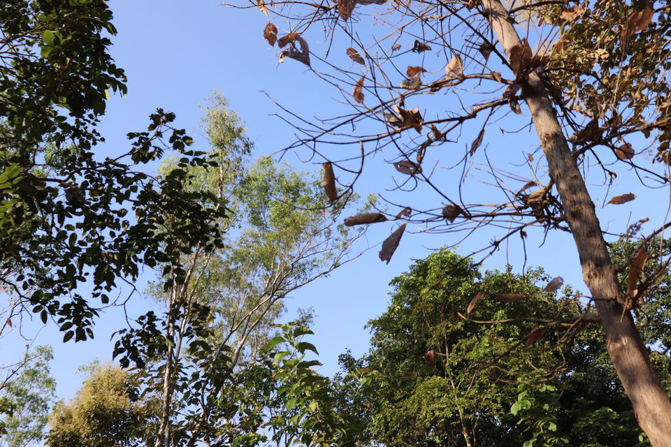 Photo of Jim Corbett National Park, Uttarakhand by Nivedita Kundu