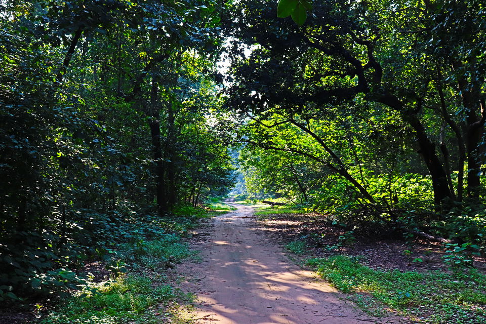 Photo of Jim Corbett National Park, Uttarakhand by Nivedita Kundu