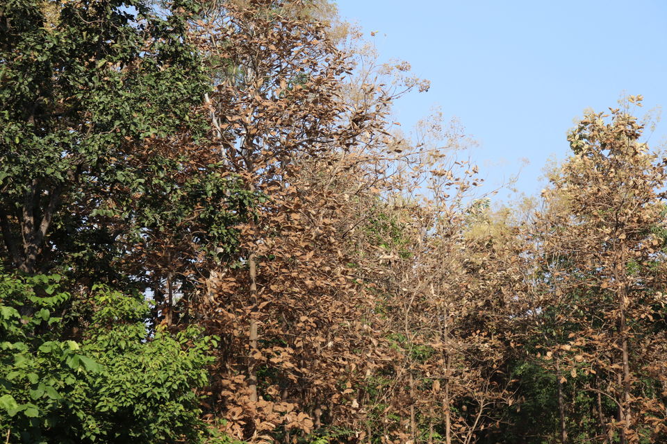 Photo of Jim Corbett National Park, Uttarakhand by Nivedita Kundu