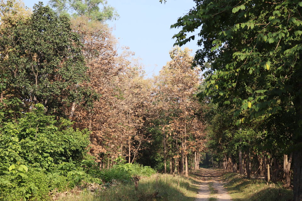 Photo of Jim Corbett National Park, Uttarakhand by Nivedita Kundu