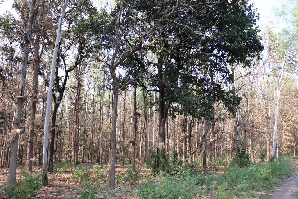 Photo of Jim Corbett National Park, Uttarakhand by Nivedita Kundu