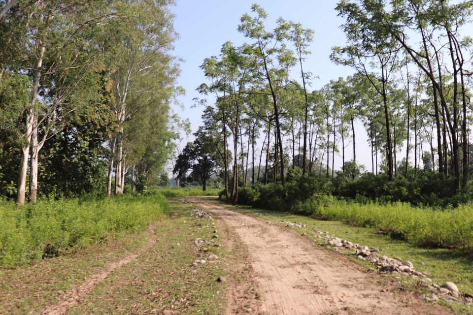 Photo of Jim Corbett National Park, Uttarakhand by Nivedita Kundu