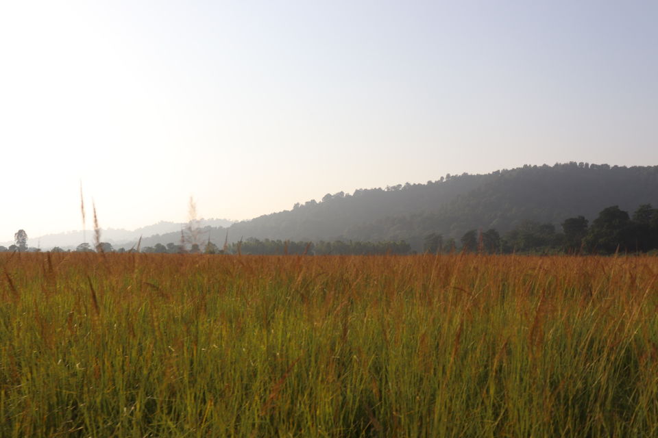 Photo of Jim Corbett National Park, Uttarakhand by Nivedita Kundu